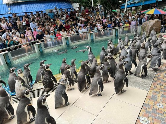 カオキアオ動物園入場券＆事前予約サービス ＜現地集合解散／パタヤ＞※即予約確定
