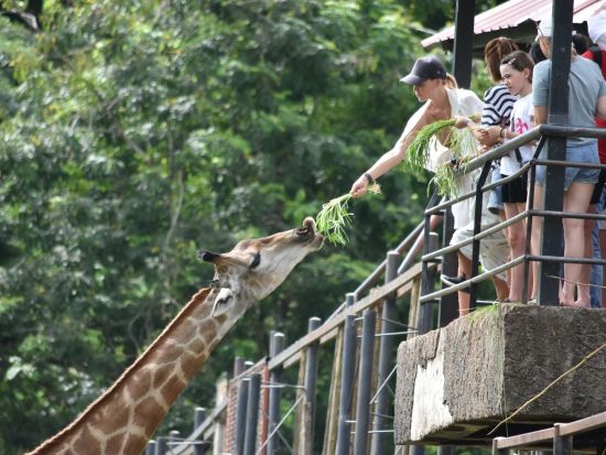 カオキアオ動物園入場券＆事前予約サービス ＜現地集合解散／パタヤ＞※即予約確定