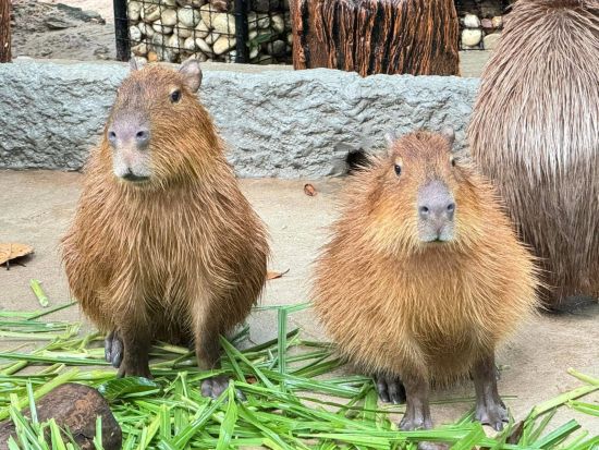 カオキアオ動物園入場券＆事前予約サービス ＜現地集合解散／パタヤ＞※即予約確定