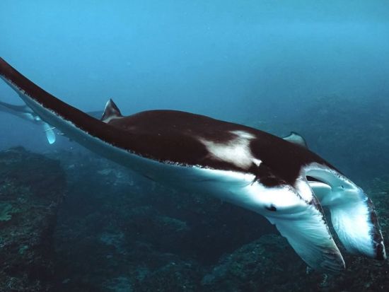 アジア最後の秘境 世界自然遺産 "コモド国立公園"・1泊2日ツアー