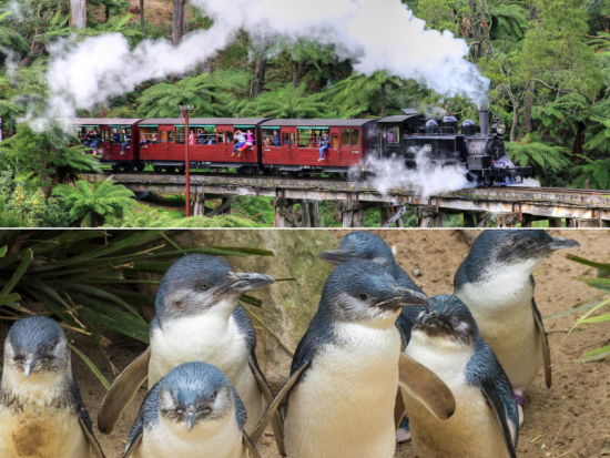 蒸気機関車パッフィンビリー＆フィリップ島ペンギンパレード1日ツアー　大自然とペンギンの行進を楽しむ！＜英語ガイド＞