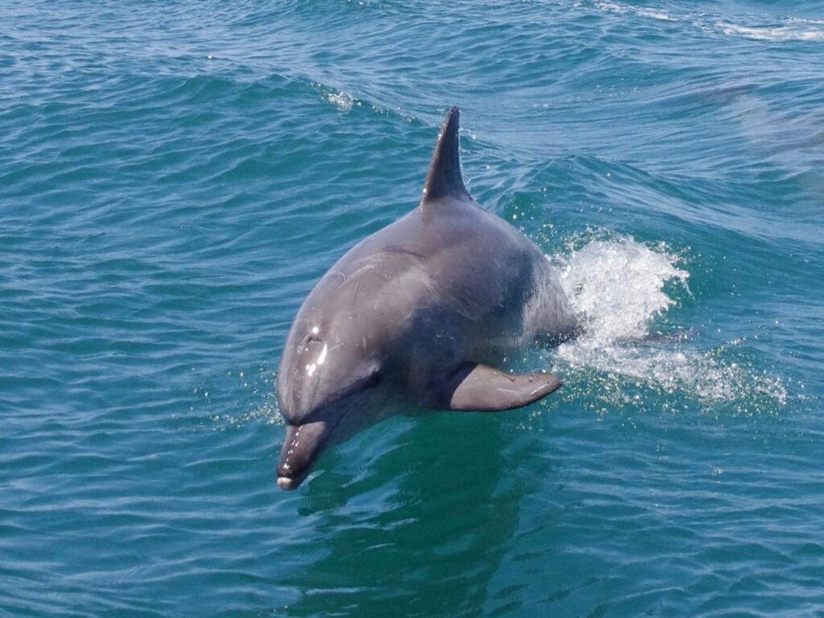 イルカウォッチング | 長崎 旅行の観光・オプショナルツアー予約