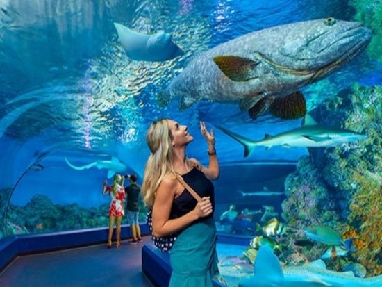 ケアンズ水族館入場券　16,000匹の海洋生物と水中トンネルを満喫！の写真1