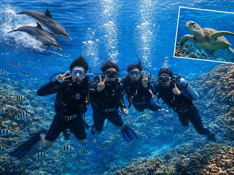 divetop