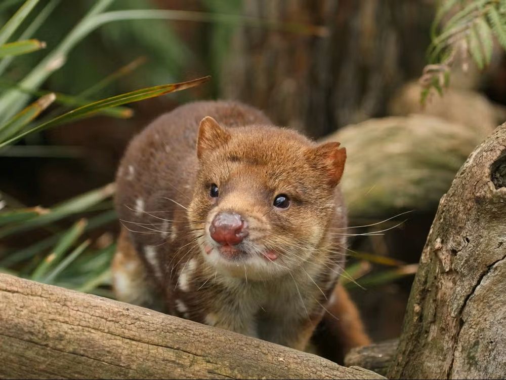 Bonorong Wildlife Sanctuary