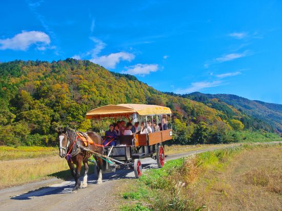 京馬車で巡る嵐山とトロッコ列車と保津川下りを一日で満喫！嵐山散策日帰りツアーの写真3