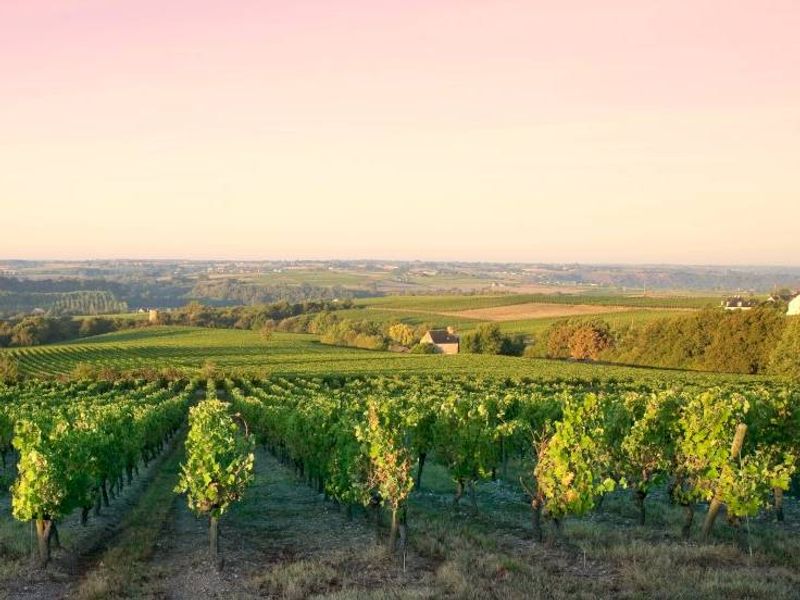 ophorus-748021-dijon-wine-tours-cote-de-nuits-half-day-small-group-excursion_large