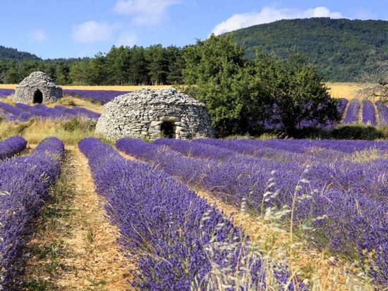 ophorus-572940-lavender-tour-shared-half-day-trip-from-aix-en-provence_large