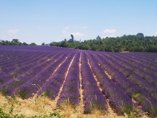 ophorus-087132-lavender-tour-shared-half-day-trip-from-aix-en-provence_large