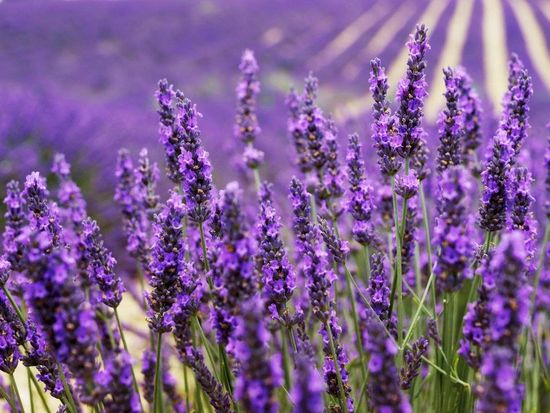 ophorus-246598-lavender-tour-shared-half-day-trip-from-aix-en-provence_large