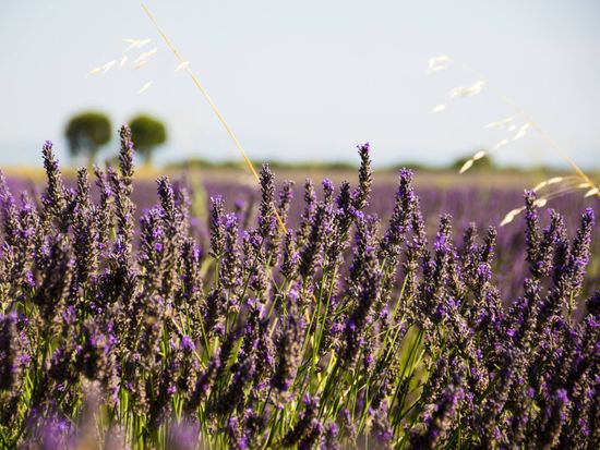 France_Aix-en-Provence_Lavender field_shutterstock_1070863544