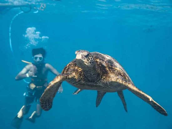 モロキニ島シュノーケリングクルーズ スヌーバ体験付きプランあり＜英語ガイド／朝・昼食＞の写真5