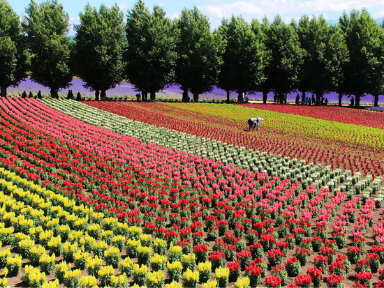 Furano_Farmtomita02