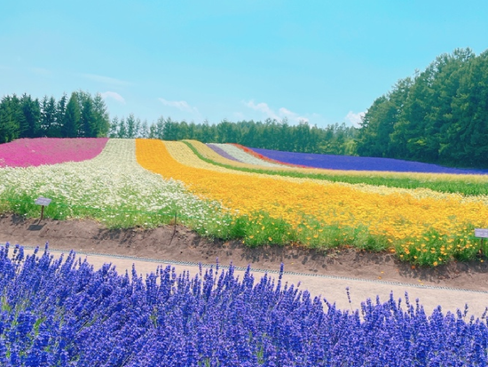 Furano_Farmtomita01