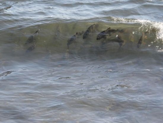 鮭の遡上ウォッチングツアー 水しぶきを上げながら、激しい川の流れに逆行する鮭たちの力強い姿に感動…！＜10月／登別市＞