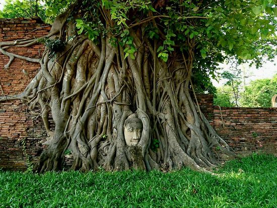 Explore Wat Mahathat, Ayutthaya