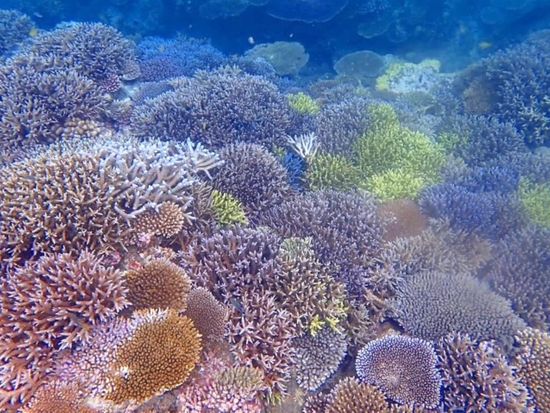1日ボートシュノーケリング ウミガメ・マンタ・黒島・パナリから選べる海満喫ツアー 八重山ブルーと絶景サンゴ礁を堪能しよう♪＜石垣島／昼食付／約8時間＞