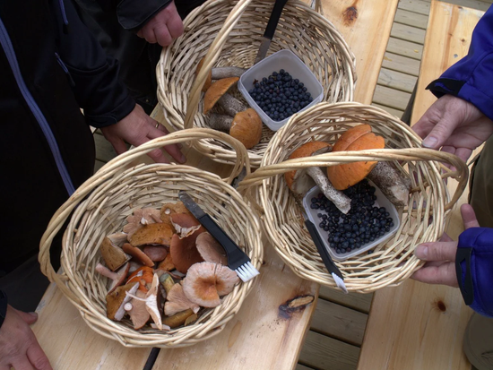 berry mushroom picking