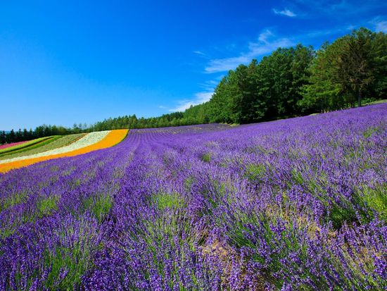 Furano_Farm Tomita_hokkaido kanko kiko03
