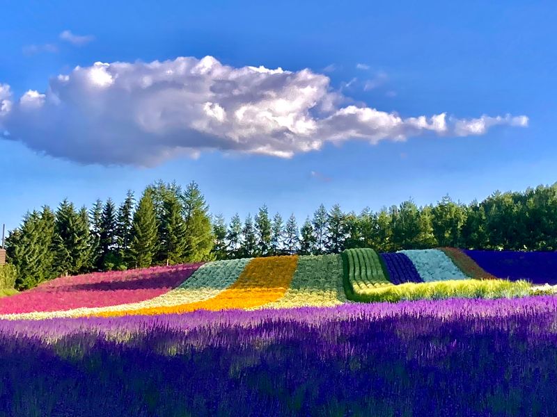 ④ファーム富田（北海道を代表する花畑はラベンダーが見頃）