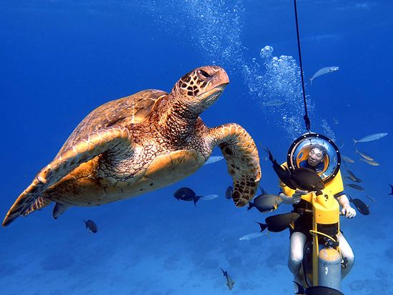 水中スクーター・ウミガメ