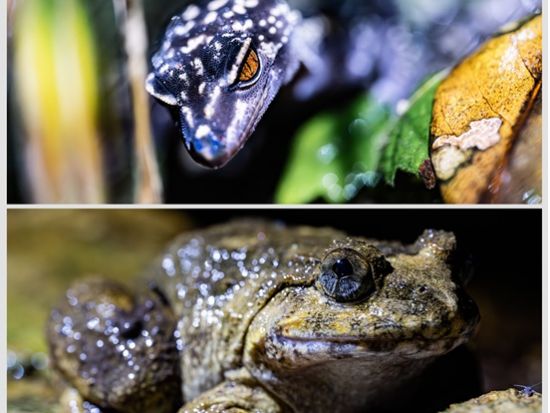 やんばるナイトサファリツアー 星空撮影付き ヤンバルクイナや希少生物を探す感動体験＜2時間／10歳～／北部発＞