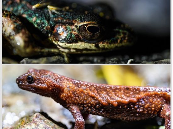 やんばるナイトサファリツアー 星空撮影付き ヤンバルクイナや希少生物を探す感動体験＜2時間／10歳～／北部発＞