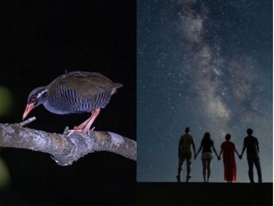 やんばるナイトサファリツアー 星空撮影付き ヤンバルクイナや希少生物を探す感動体験＜2時間／10歳～／北部発＞