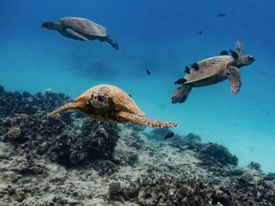 ハナウマ湾シュノーケリング　オアフ島屈指の絶景スポットでシュノーケリング体験！＜午前・午後／英語インストラクター＞