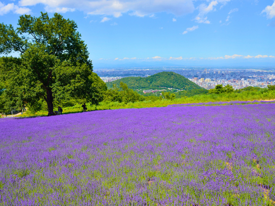 【札幌発着】幌見峠ラベンダー鑑賞と人気の札幌場外市場＆大倉山ジャンプ場【最終日の観光に便利な午前半日】の写真3