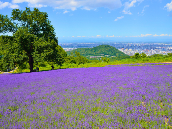 【札幌発着】幌見峠ラベンダー鑑賞と人気の札幌場外市場＆大倉山ジャンプ場【最終日の観光に便利な午前半日】