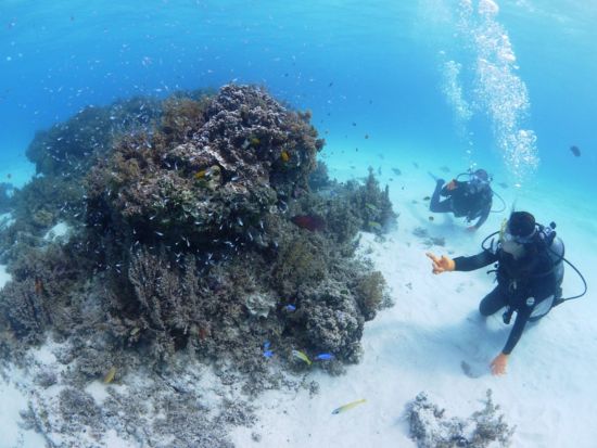 体験ダイビング 半日・1日から選べる2プラン 少人数制で安心して参加OK◎サンゴ礁と熱帯魚の海中世界を満喫＜石垣島＞