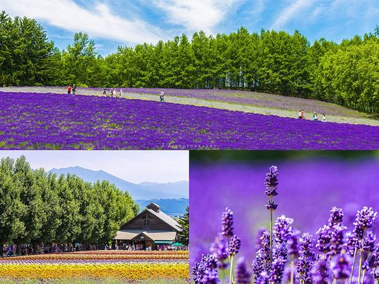 ファーム富田③