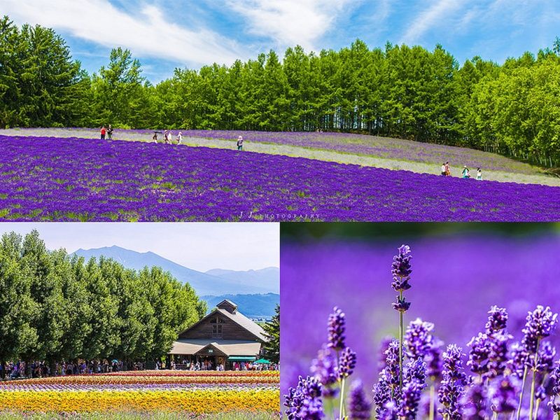 ファーム富田③
