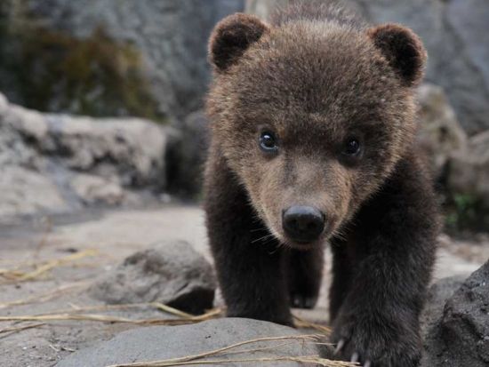 のぼりべつクマ牧場 前売り入園チケット　ロープウェイで行く絶景クマ牧場とエゾヒグマ体験＜北海道・登別＞
