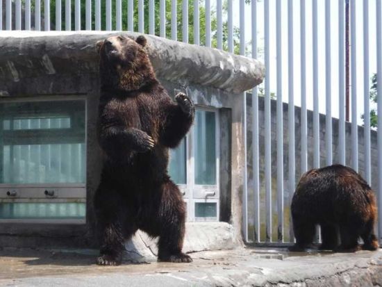 のぼりべつクマ牧場 前売り入園チケット　ロープウェイで行く絶景クマ牧場とエゾヒグマ体験＜北海道・登別＞