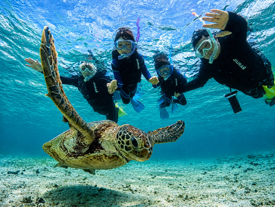 ウミガメ接近-グループ水中写真-宮古島-シュノーケリング-ウミガメ-透明な海-237