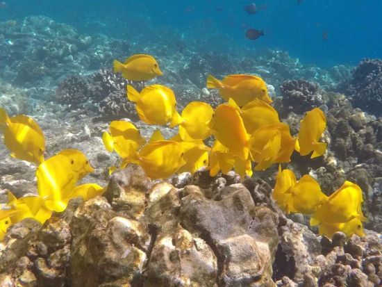 ハワイ島 ケアラケクア湾　シュノーリングツアー　キャプテン・クック記念碑周辺の海を満喫＜朝食・昼食付き／英語ガイド＞