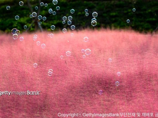 咸安アクヤン生態公園 ピンクミュリー_CopyrightⓒGettyImagesBank무단전재 및 재배포 금지