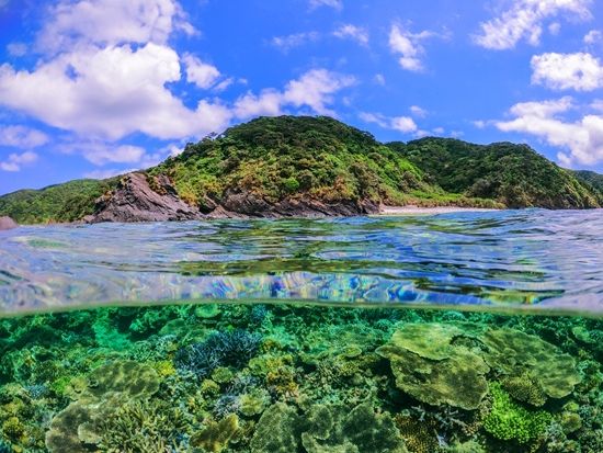 座間味島 | 沖縄本島 旅行の観光・オプショナルツアー予約 VELTRA