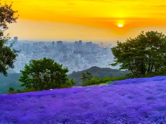 【札幌発着】幌見峠で幻想的な夕暮れラベンダーと夜景観賞＆夜景の名所旭山記念公園＆大倉山ジャンプ場【夕方出発】