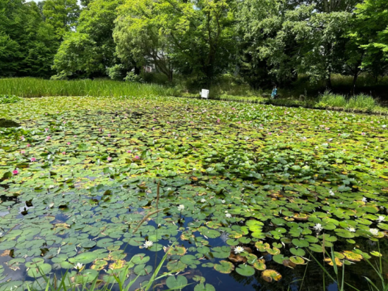 札幌発ウォーキングツアー 北海道大学キャンパス散策と歴史探訪＜3時間／札幌駅発＞