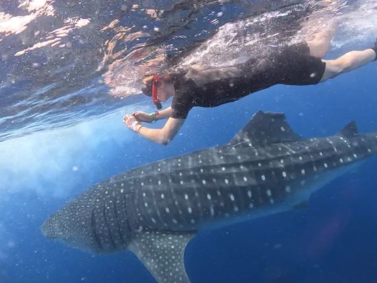 ジンベエザメシュノーケリングツアー　世界最大魚と泳ぐ＆イスラムヘーレス島立ち寄り　ダウンタウン観光付きプラン選択可＜6～9月／日本語または英語／カンクン発＞