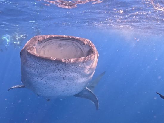 ジンベエザメシュノーケリングツアー　世界最大魚と泳ぐ＆イスラムヘーレス島立ち寄り　ダウンタウン観光付きプラン選択可＜6～9月／日本語または英語／カンクン発＞