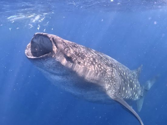 ジンベエザメシュノーケリングツアー　世界最大魚と泳ぐ＆イスラムヘーレス島立ち寄り　ダウンタウン観光付きプラン選択可＜6～9月／日本語または英語／カンクン発＞