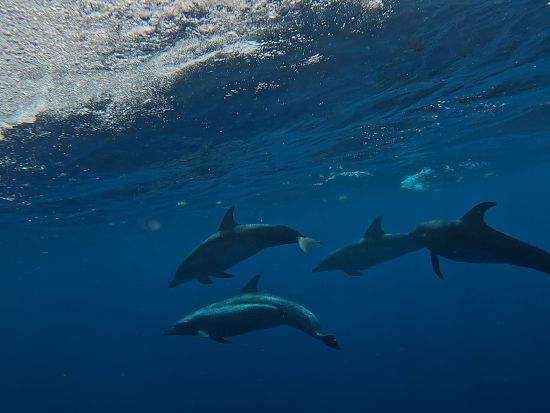 ジンベエザメシュノーケリングツアー　世界最大魚と泳ぐ＆イスラムヘーレス島立ち寄り　ダウンタウン観光付きプラン選択可＜6～9月／日本語または英語／カンクン発＞