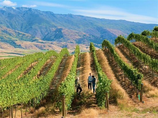 Bannockburn-Views-with-vines