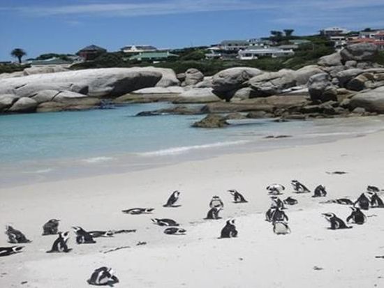 Penguine