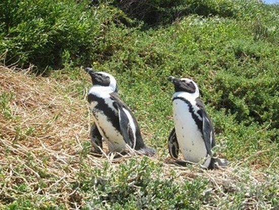Penguine 2