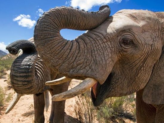 Elephant